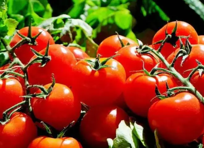خبراء يوضحون أسباب ارتفاع أسعار الطماطم خبراء يوضحون أسباب ارتفاع أسعار الطماطم
