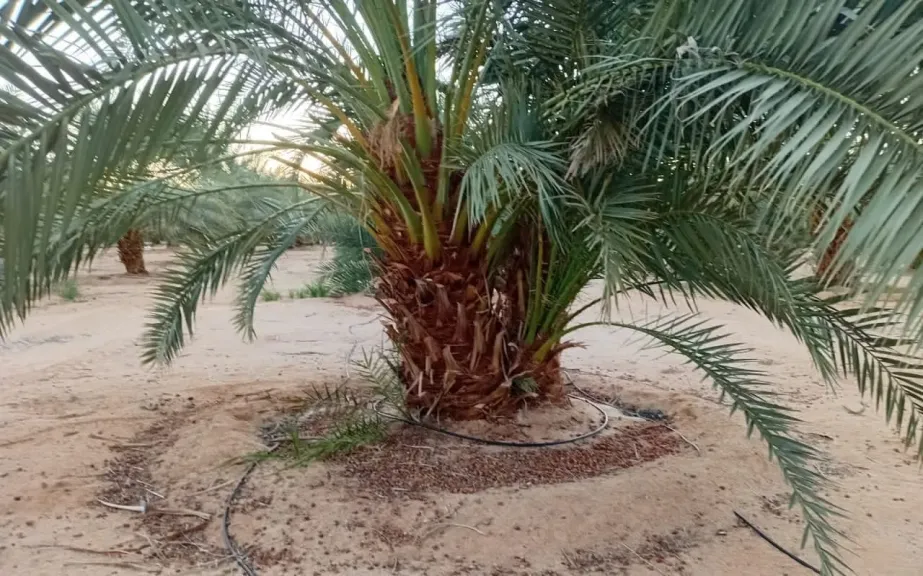 خبراء الزراعة يكشفون مخاطر التسميد الزائد على النخيل خبراء الزراعة يكشفون مخاطر التسميد الزائد على النخيل