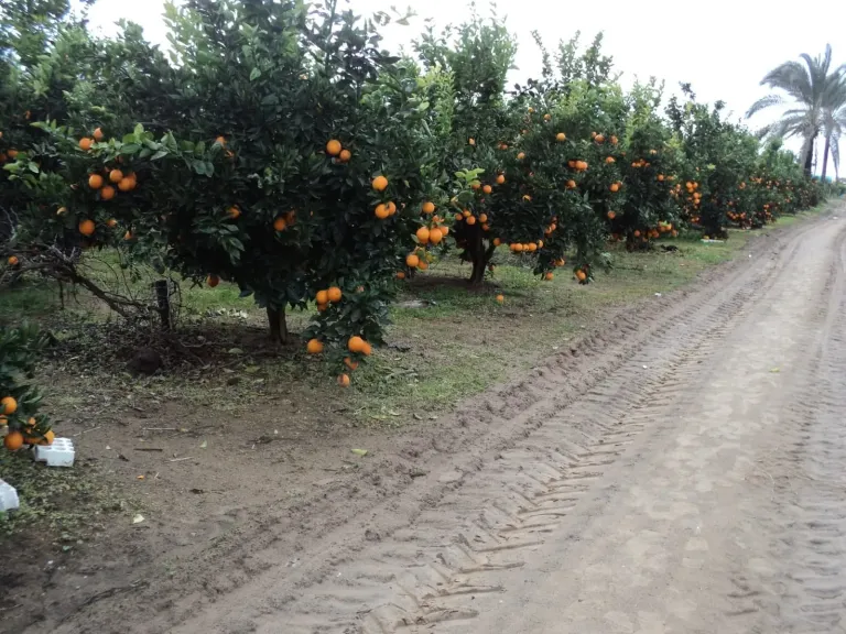 المعمل المركزي يكشف أسباب فشل المحاصيل رغم كثرة التسميد