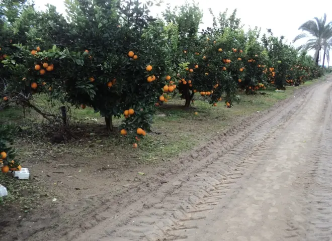 المعمل المركزي يكشف أسباب فشل المحاصيل رغم كثرة التسميد المعمل المركزي يكشف أسباب فشل المحاصيل رغم كثرة التسميد