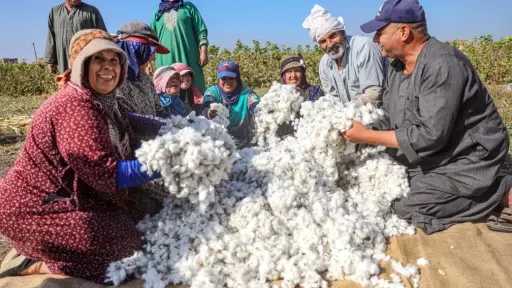 مزارعو الشرقية يطالبون برفع سعر قنطار القطن مزارعو الشرقية يطالبون برفع سعر قنطار القطن