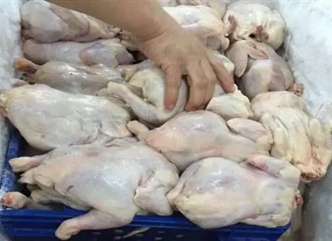 مصر تفتح أسواقًا جديدة بتصدير الدواجن المذبوحة والمبردة مصر تفتح أسواقًا جديدة بتصدير الدواجن المذبوحة والمبردة