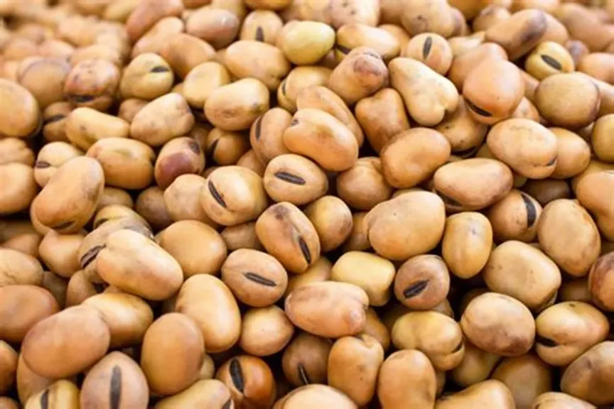 «الزراعة» تخطط لزيادة مساحات الفول البلدي