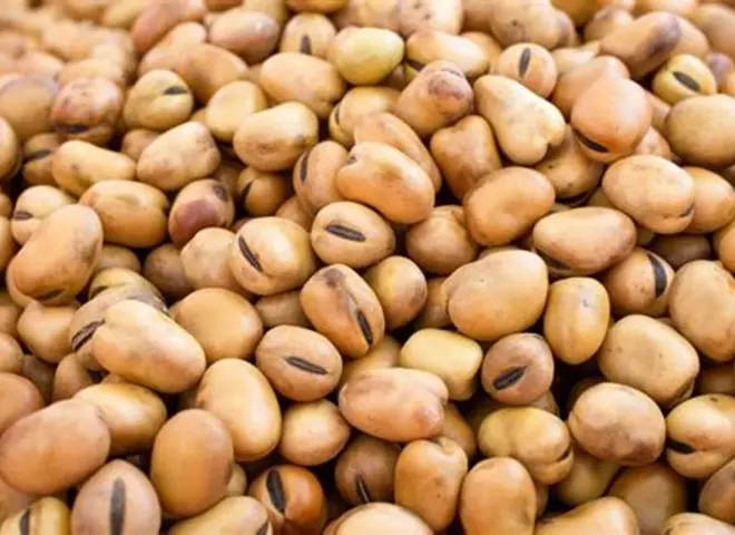 «الزراعة» تخطط لزيادة مساحات الفول البلدي «الزراعة» تخطط لزيادة مساحات الفول البلدي