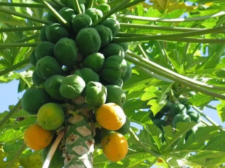 فاكهة «الباباظ» الذهب الأخضر الجديد للزراعة المصرية