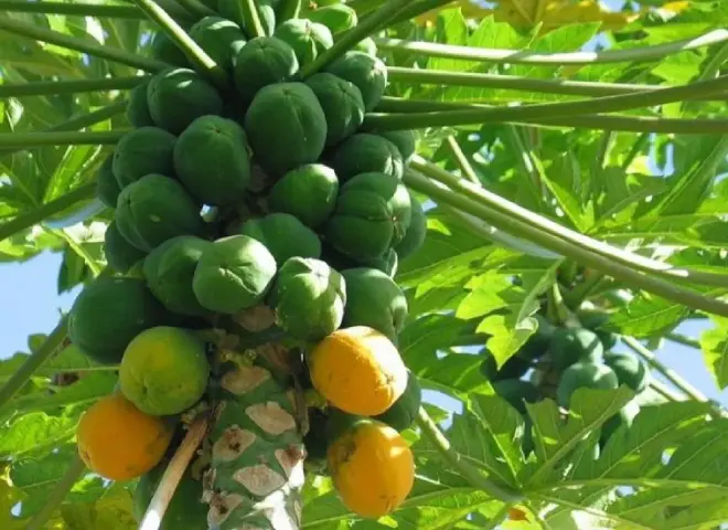 فاكهة «الباباظ» الذهب الأخضر الجديد للزراعة المصرية فاكهة «الباباظ» الذهب الأخضر الجديد للزراعة المصرية