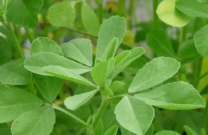 خبير زراعي يكشف سر الحلبة في زيادة الإنتاج وتحسين الأعلاف خبير زراعي يكشف سر الحلبة في زيادة الإنتاج وتحسين الأعلاف