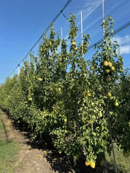 أوكرانيا تطرق أبواب الشرق الأوسط بصادراتها من الكمثرى لأول مرة أوكرانيا تطرق أبواب الشرق الأوسط بصادراتها من الكمثرى لأول مرة