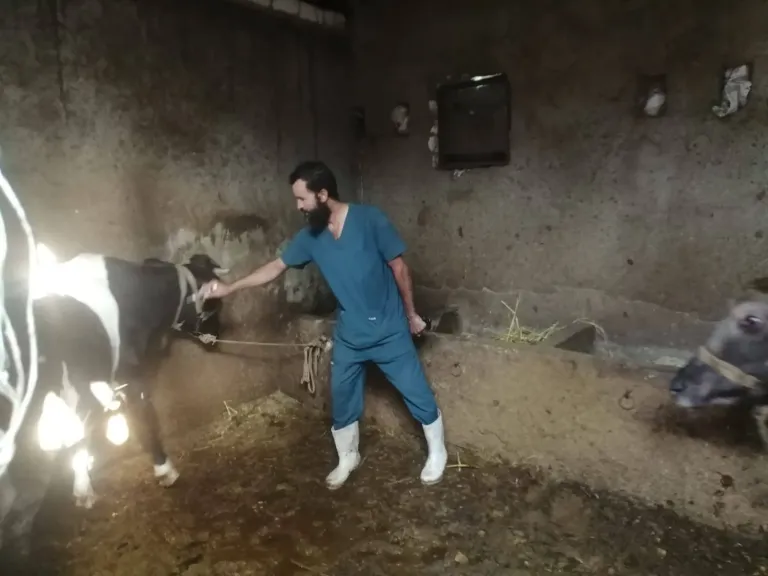 الزراعة: تحصين 421 ألف رأس ماشية خلال أول 3 أيام ضد الحمى... الزراعة: تحصين 421 ألف رأس ماشية خلال أول 3 أيام ضد الحمى القلاعية والوادي المتصدع