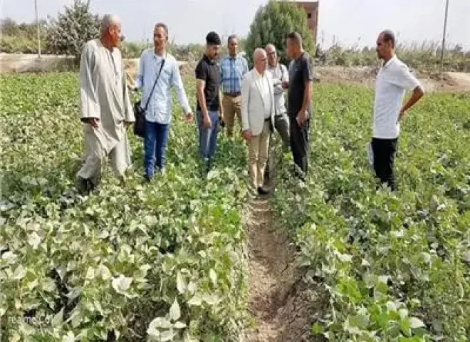 «زراعة المنوفية» تستجيب فورًا لبلاغ أحد المزارعين «زراعة المنوفية» تستجيب فورًا لبلاغ أحد المزارعين