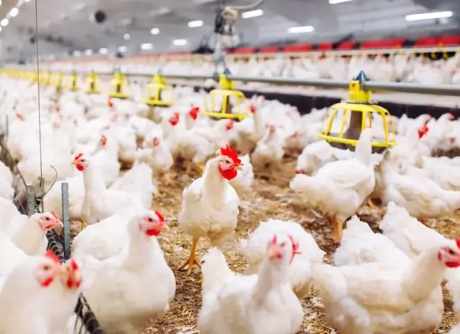 أزمة غير مسبوقة تضرب قطاع الدواجن في مصر أزمة غير مسبوقة تضرب قطاع الدواجن في مصر