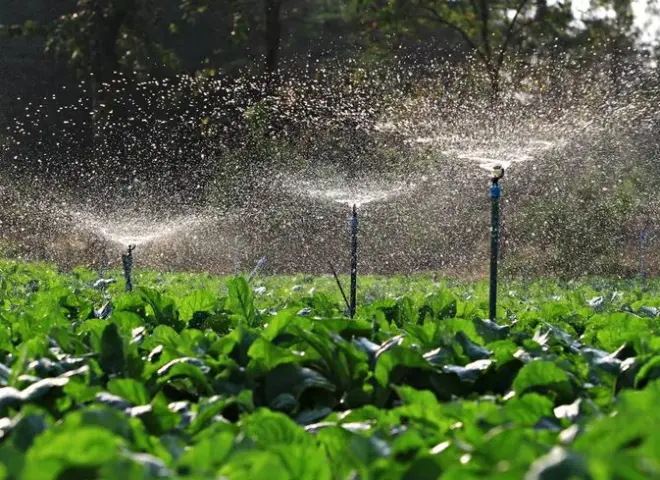 جنوب أفريقيا تواجه قيودا عالمية مرتقبة على استخدام المياه الزراعية جنوب أفريقيا تواجه قيودا عالمية مرتقبة على استخدام المياه الزراعية