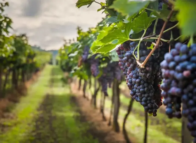 العنب الفليم المصري يتألق في أسواق التصدير العالمية العنب الفليم المصري يتألق في أسواق التصدير العالمية