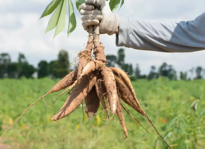 «فاو» تؤكد أهمية «الكاسافا »في مواجهة أزمات الغذاء المستقبلية «فاو» تؤكد أهمية «الكاسافا »في مواجهة أزمات الغذاء المستقبلية