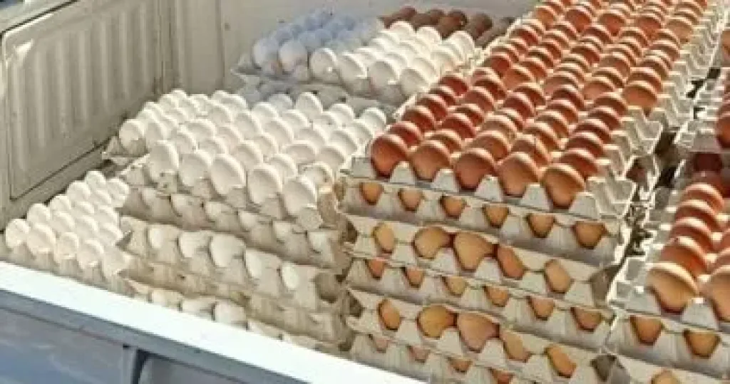 تراجع ملحوظ لسعر كرتونة البيض اليوم الخميس 30 - 10 - 2025... تراجع ملحوظ لسعر كرتونة البيض اليوم الخميس 30 - 10 - 2025 في المزارع والشركات