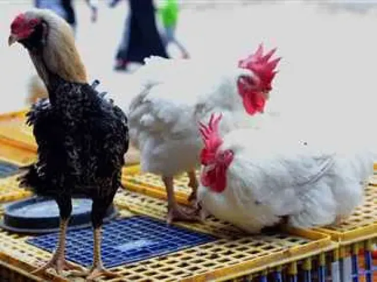 أسعار الدواجن والكتاكيت والبيض وخامات الأعلاف اليوم الخميس 30 أكتوبر 2025 أسعار الدواجن والكتاكيت والبيض وخامات الأعلاف اليوم الخميس 30 أكتوبر 2025