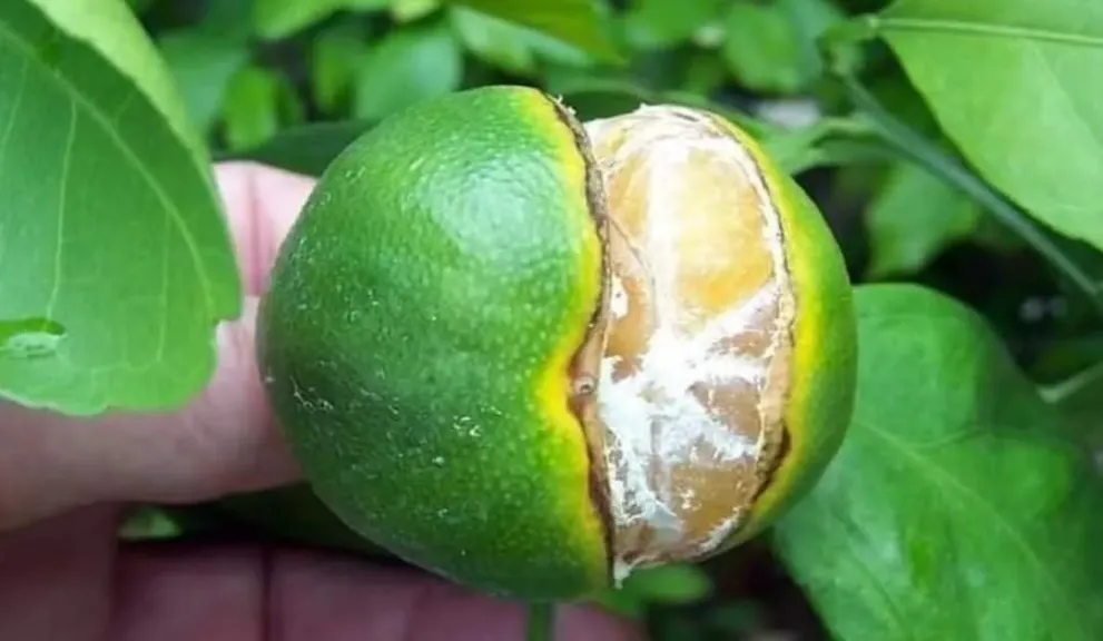 أسباب خطيرة وراء تشقق ثمار الحمضيات في الخريف