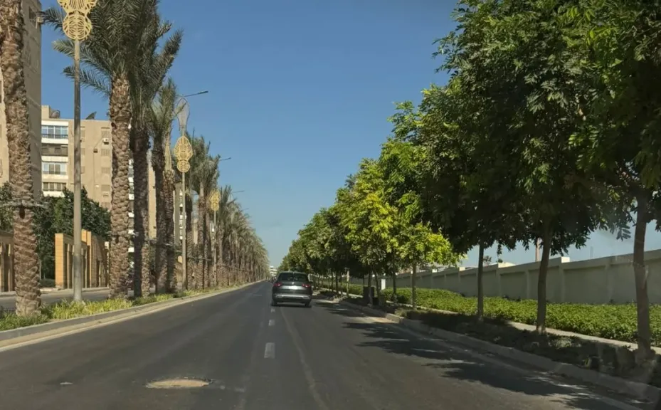 أشجار الماهوجني تزين طريق المتحف المصري الجديد