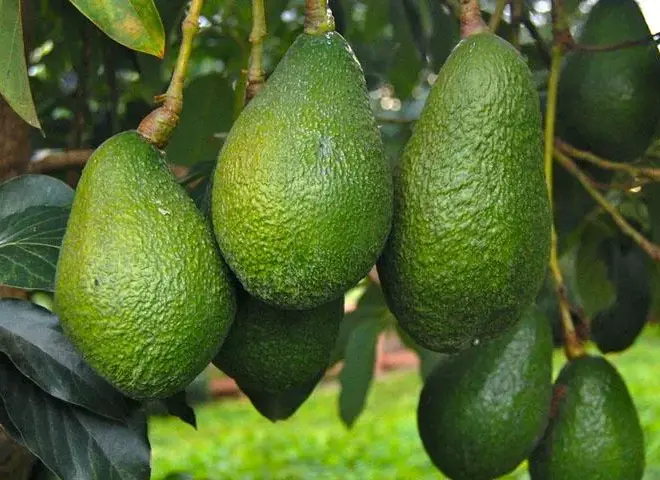 المغرب يحقق طفرة تاريخية في صادرات الأفوكادو إلى ألمانيا المغرب يحقق طفرة تاريخية في صادرات الأفوكادو إلى ألمانيا