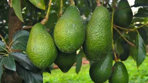 المغرب يحقق طفرة تاريخية في صادرات الأفوكادو إلى ألمانيا المغرب يحقق طفرة تاريخية في صادرات الأفوكادو إلى ألمانيا