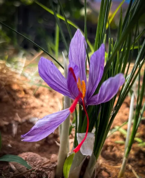 نجاح تجربة زراعة الزعفران في سانت كاترين لأول مرة نجاح تجربة زراعة الزعفران في سانت كاترين لأول مرة
