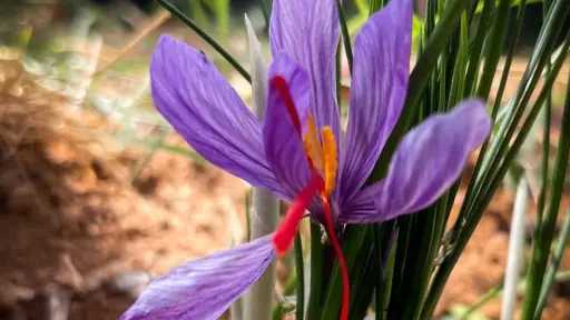 نجاح تجربة زراعة الزعفران في سانت كاترين لأول مرة نجاح تجربة زراعة الزعفران في سانت كاترين لأول مرة