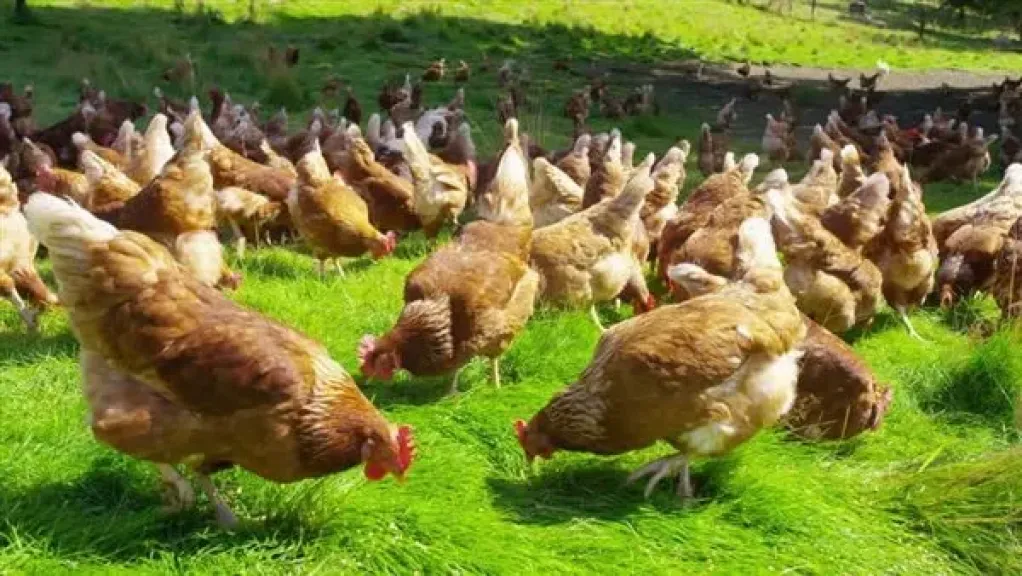 856 ترخيصًا جديدًا لتعزيز المشروعات الزراعية بالمنوفية 856 ترخيصًا جديدًا لتعزيز المشروعات الزراعية بالمنوفية