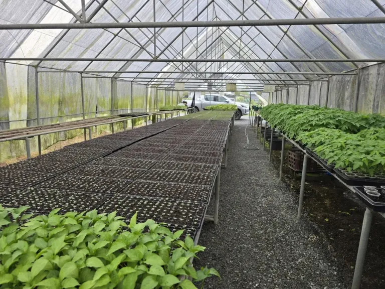 ثورة زراعية في سورينام.. بذور مقاومة وصوب من رقائق الألومنيوم لمستقبل أكثر... ثورة زراعية في سورينام.. بذور مقاومة وصوب من رقائق الألومنيوم لمستقبل أكثر استدامة