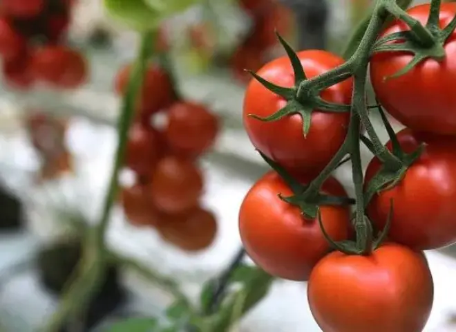 الطماطم المغربية آمنة وتخضع لأعلى معايير التفتيش الطماطم المغربية آمنة وتخضع لأعلى معايير التفتيش