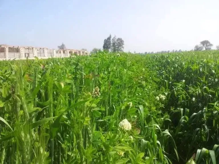 البرسيم الفحل.. المفتاح السحري لزيادة ربح القمح البرسيم الفحل.. المفتاح السحري لزيادة ربح القمح