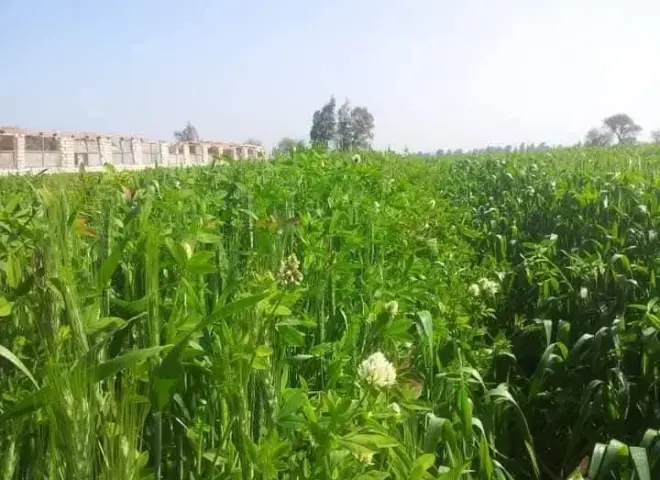 البرسيم الفحل.. المفتاح السحري لزيادة ربح القمح البرسيم الفحل.. المفتاح السحري لزيادة ربح القمح