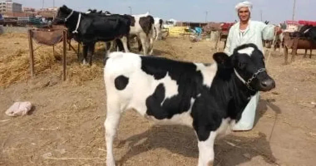 انخفاض أسعار الأبقار بالشرقية يشعل حركة الشراء انخفاض أسعار الأبقار بالشرقية يشعل حركة الشراء