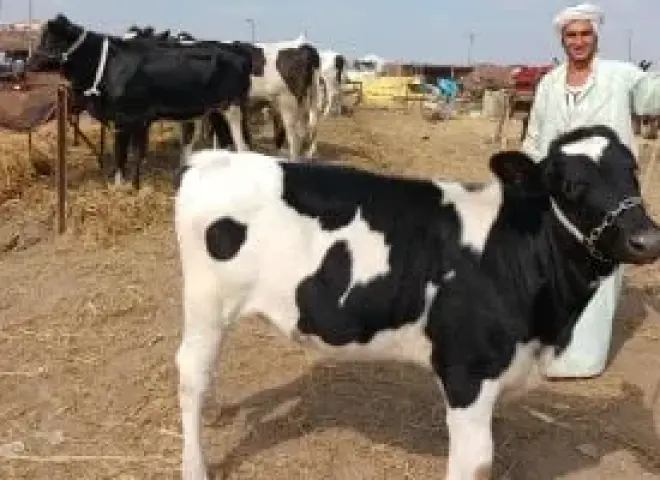 انخفاض أسعار الأبقار بالشرقية يشعل حركة الشراء انخفاض أسعار الأبقار بالشرقية يشعل حركة الشراء