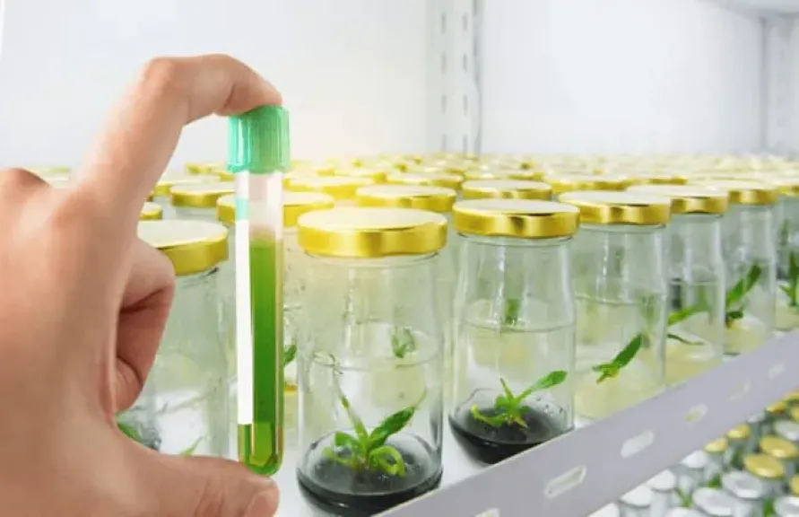 التنوع النباتي.. درع مصر الأخضر في مواجهة التغير المناخي التنوع النباتي.. درع مصر الأخضر في مواجهة التغير المناخي