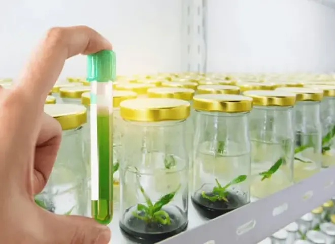 التنوع النباتي.. درع مصر الأخضر في مواجهة التغير المناخي التنوع النباتي.. درع مصر الأخضر في مواجهة التغير المناخي