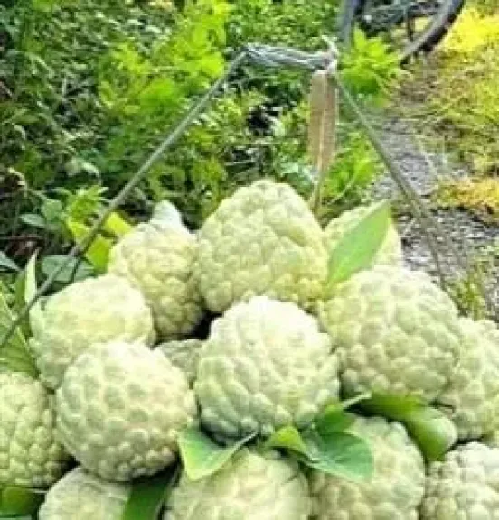 القشطة المصرية تغزو الأسواق وتنافس عالم الفواكه الاستوائية