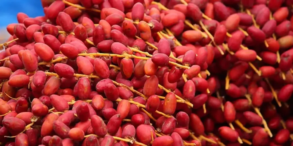 مناخ الزراعة: نوة غسيل البلح حالة طبيعية ضمن تقلبات الخريف مناخ الزراعة: نوة غسيل البلح حالة طبيعية ضمن تقلبات الخريف