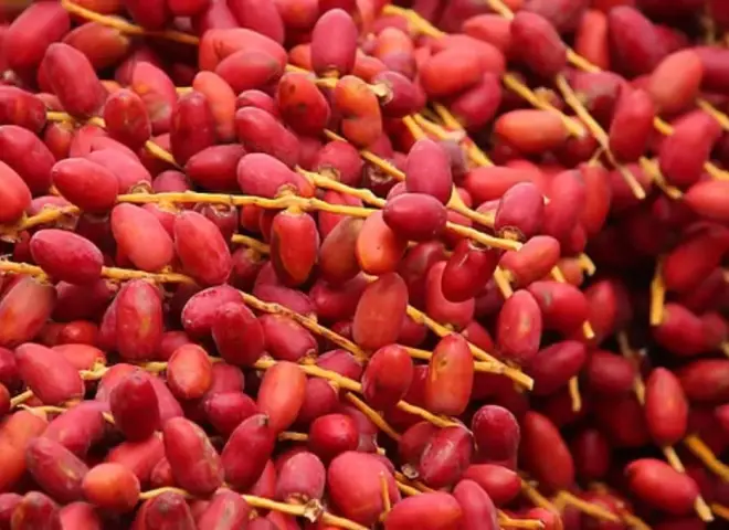 مناخ الزراعة: نوة غسيل البلح حالة طبيعية ضمن تقلبات الخريف