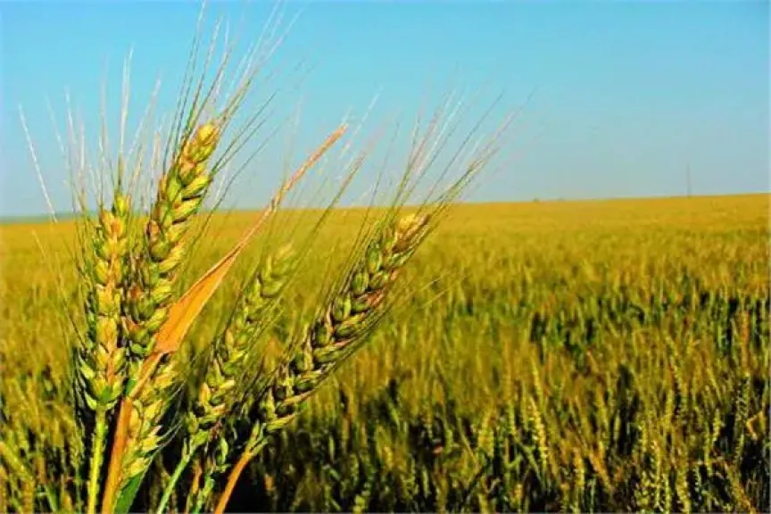 الشرقية تستعد مبكراً لزراعة 400 ألف فدان قمح الشرقية تستعد مبكراً لزراعة 400 ألف فدان قمح