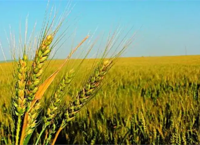 الشرقية تستعد مبكراً لزراعة 400 ألف فدان قمح