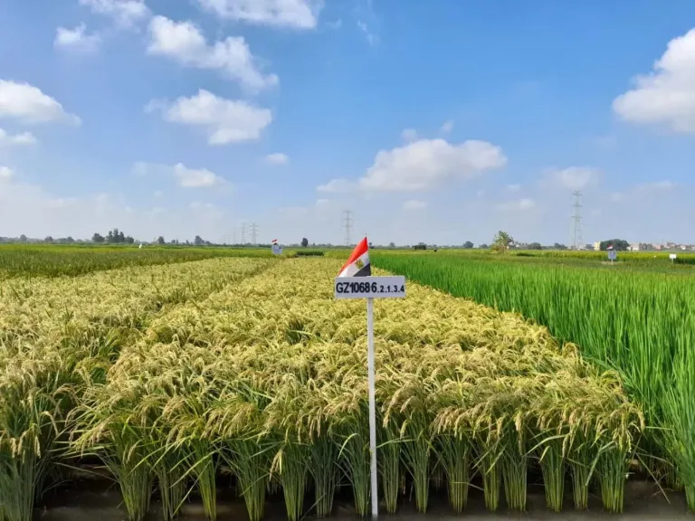 الأرز بين خطر المناخ وأمل الزراعة المستدامة عالميًا