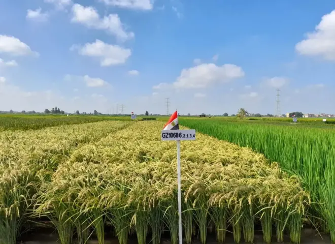 الأرز بين خطر المناخ وأمل الزراعة المستدامة عالميًا