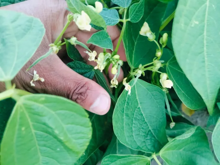 أسباب فشل التزهير والعقد في الفاصوليا