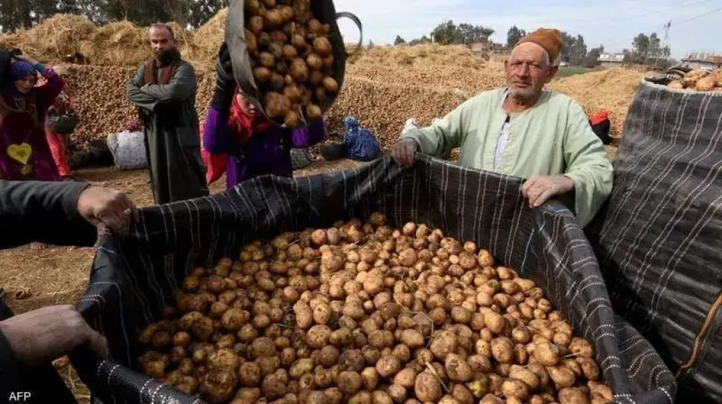 مشروع العفن البني يحمي صادرات البطاطس الوطنية
