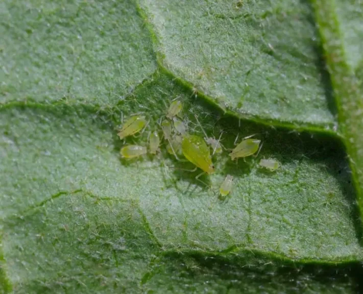 آفات المحاصيل في نوفمبر.. تهديد صامت للموسم الشتوي وطرق الوقاية الفعالة آفات المحاصيل في نوفمبر.. تهديد صامت للموسم الشتوي وطرق الوقاية الفعالة