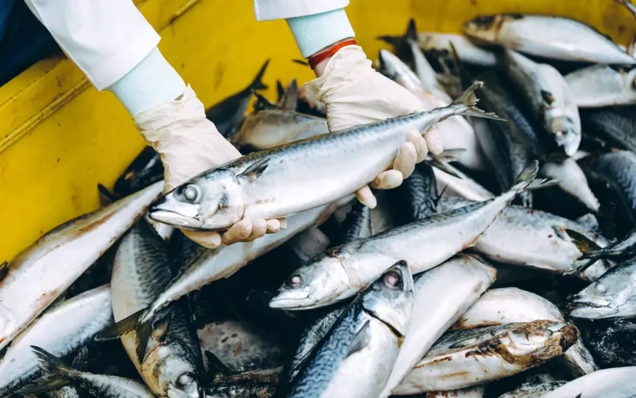 خطط جديدة لزيادة الصادرات الغذائية وتحسين الجودة