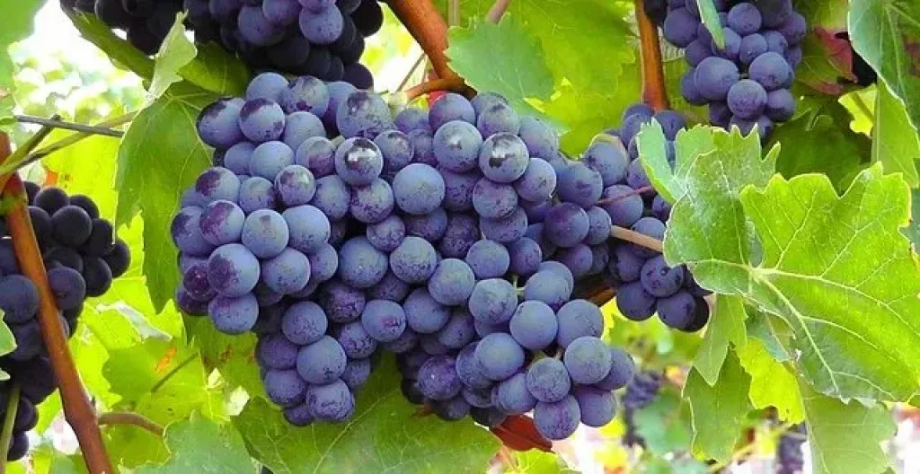 صن وورلد العالمية توسع تراخيص العنب في مصر وتشيلي لهذا السبب صن وورلد العالمية توسع تراخيص العنب في مصر وتشيلي لهذا السبب