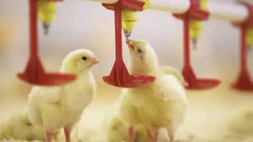 سعر الكتكوت الأبيض بالشركات اليوم الاثنين 3 - 11 - 2025