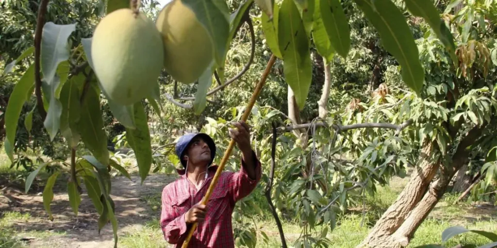 خطة متكاملة للحفاظ على إنتاجية المانجو في الشتاء