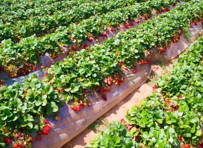 ارتفاع تكاليف الفراولة بسبب قرارات المزارعين